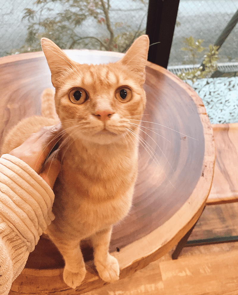 湯布院あかりの宿の看板ネコ